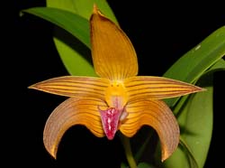 Bulbophyllum_claptonense_WS_cd