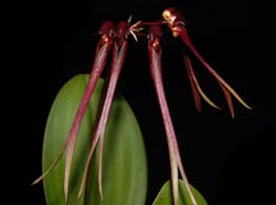 Bulbophyllum_delitescens_ws_cd