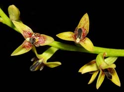 Bulbophyllum_exaltatum_ws_cd