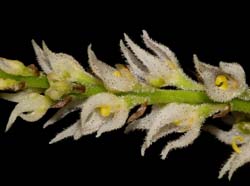 Bulbophyllum_hirtum_ws_cd