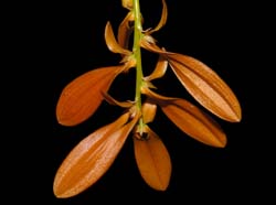 Bulbophyllum_khaoyaiense_ws_cd