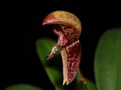 Bulbophyllum_maquilingense_ws_cd
