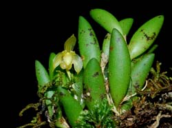 Bulbophyllum_mutabile_MG_cd