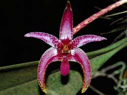 Bulbophyllum_patens_MG_cd