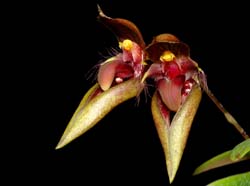 Bulbophyllum_pingtungense_ws_cd