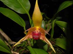 Bulbophyllum_uniflorum2_ws_cd