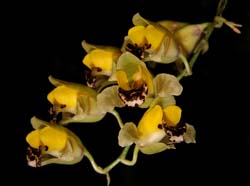 baptistonia_echinata2_cd