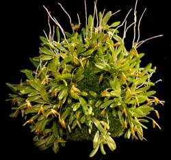 barbosella_cogniauxiana2_WS_cd