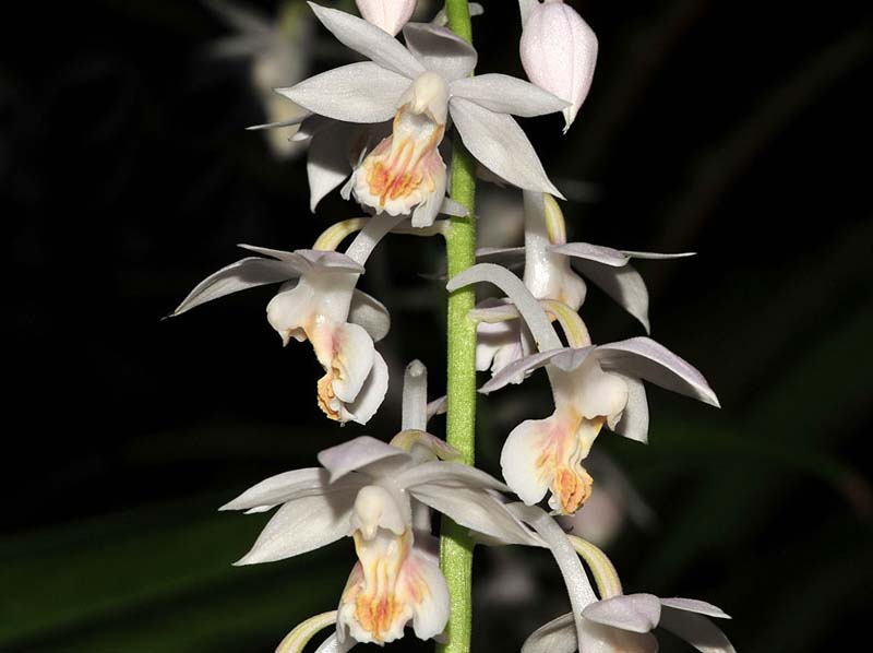Calanthe_aristulifera_IP_cd