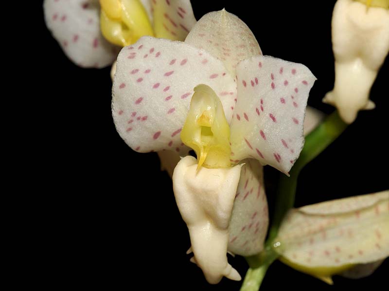 Catasetum_tigrinum_IP_cd