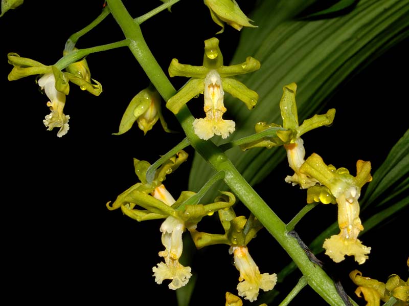 Cephalantheropsis_gracilis_ws_cd