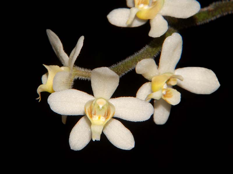 Chiloschista_exuperei_ws_cd