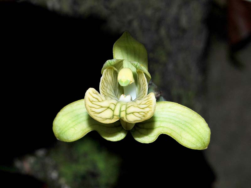 Claderia_viridiflora_MG_cd