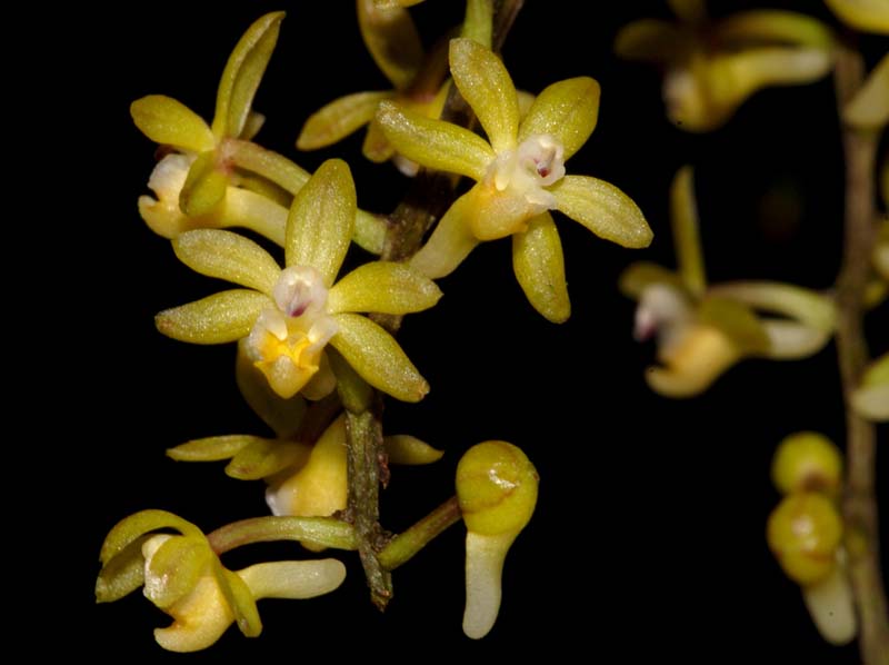 Cleisostoma_aspersum_WS_cd