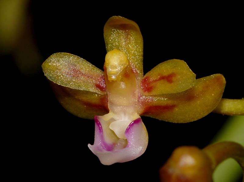 Cleisostoma_williamsonii_WS_cd