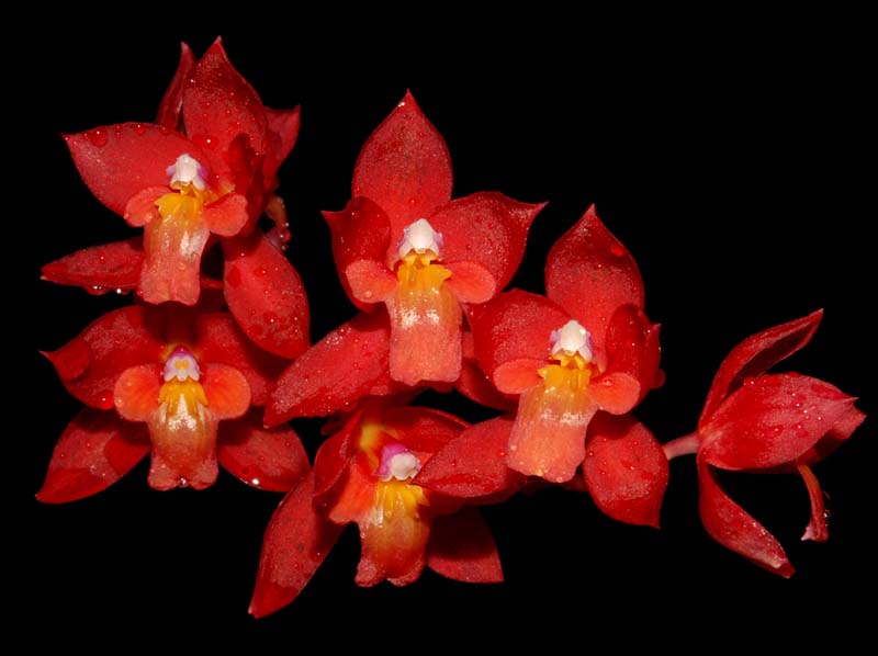 Cochlioda_noezliana2_ws_cd