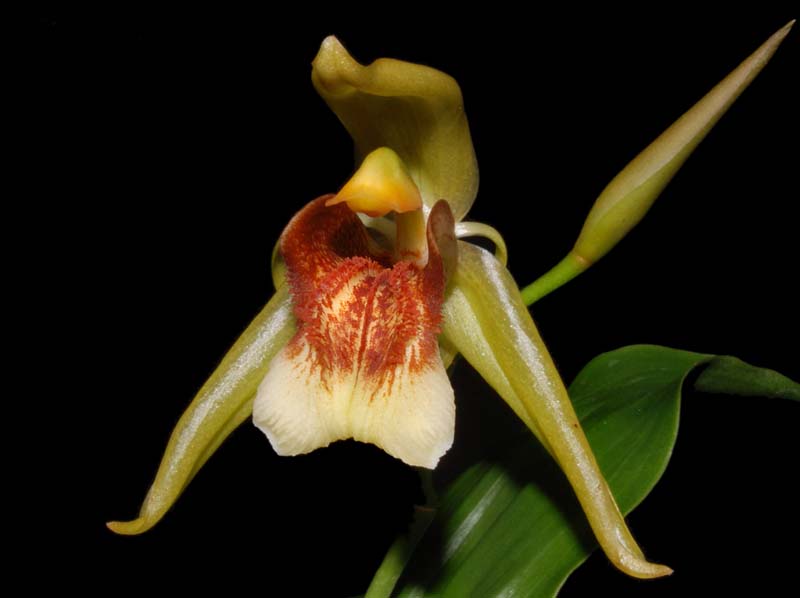 Coelogyne_celebensis_ws_cd