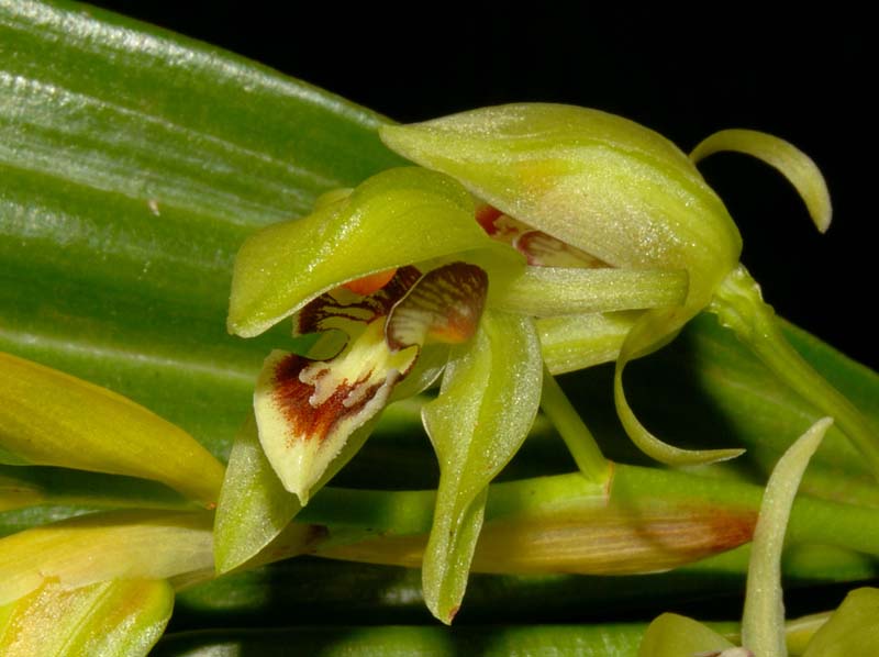 Coelogyne_chloroptera2_WS_cd