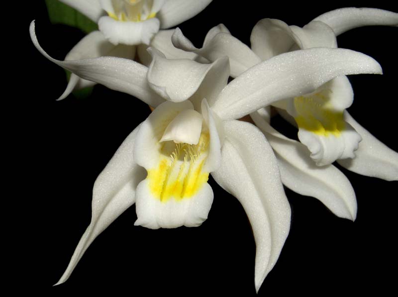 Coelogyne_cristata_lemonica_ws_cd