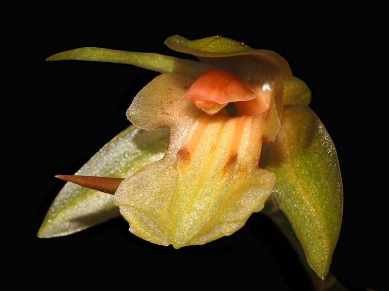 Coelogyne_radicosa_ws_cd