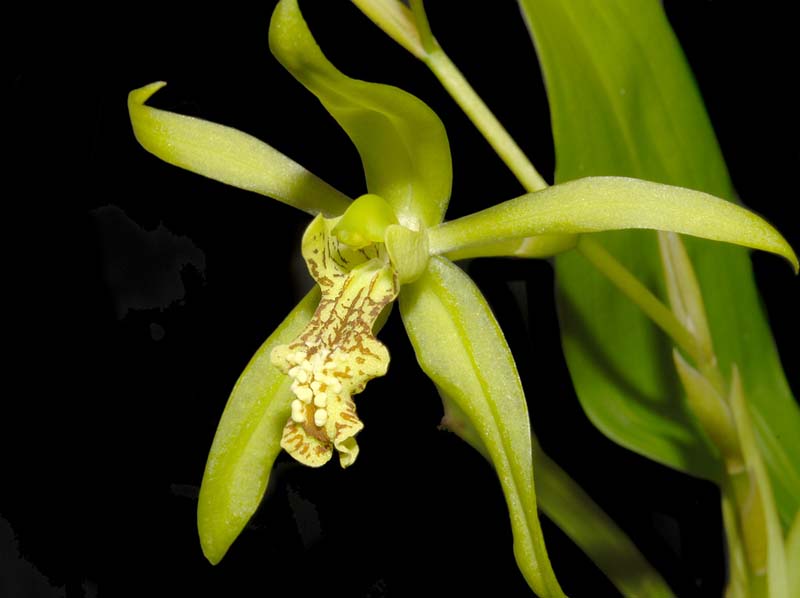 Coelogyne_verrucosa_ws_cd