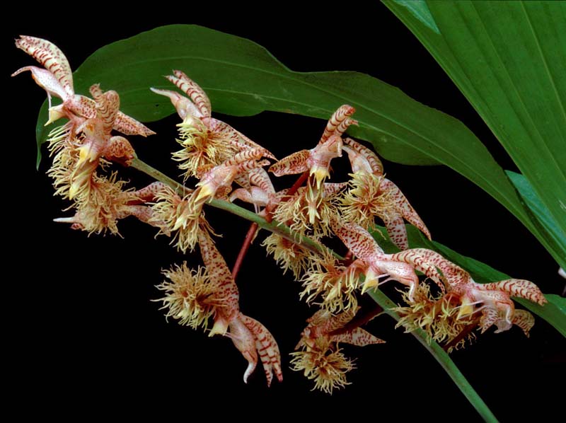 catasetum_gladiatorum_mb_cd