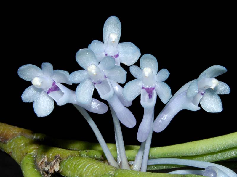 cleisocentron merrillianum