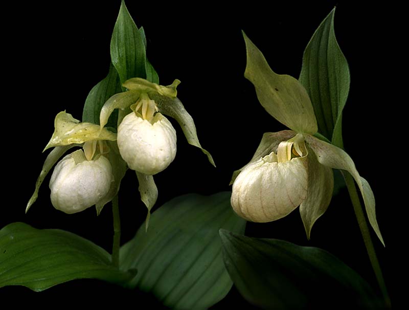 cypripedium_macranthum_album_cd
