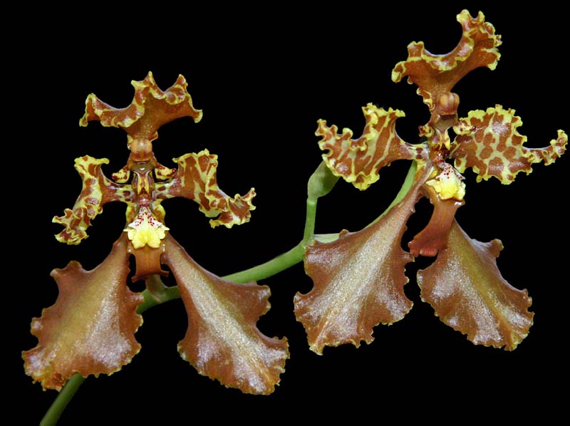 cyrtochilum_xanthodon_cd