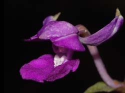Calanthe madagascariensis