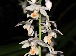 Calanthe_aristulifera_IP_cd