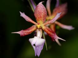 Calanthe_biloba_WS_cd
