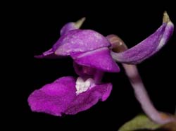 Calanthe_madagascariensis_ws_cd