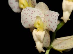 Catasetum_tigrinum_IP_cd