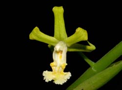 Cephalantheropsis_gracilis2_ws_cd