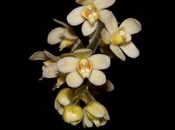 Chiloschista_exuperei2_ws_cd