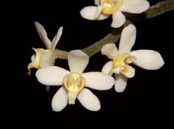 Chiloschista_exuperei_ws_cd