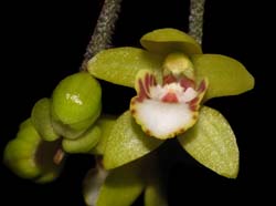 Chiloschista_guangdongensis_WS_cd