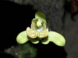 Claderia_viridiflora_MG_cd