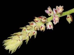 Cleisomeria_lanatum_IP_cd