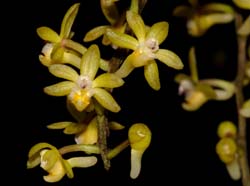 Cleisostoma_aspersum_WS_cd