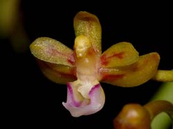 Cleisostoma_williamsonii_WS_cd