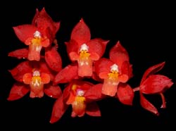 Cochlioda_noezliana2_ws_cd