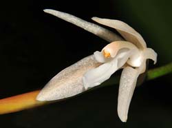 Coelogyne_bilamellata_IP_cd