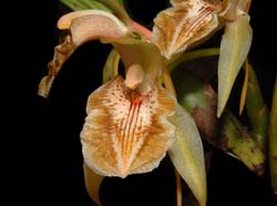 Coelogyne_brunnea_ws_cd