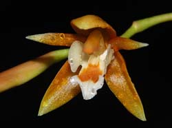 Coelogyne_candoonensis_WS_cd