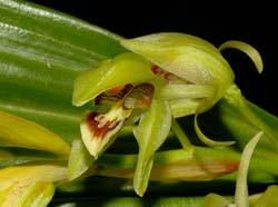 Coelogyne_chloroptera2_WS_cd