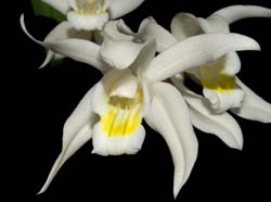 Coelogyne_cristata_lemonica_ws_cd