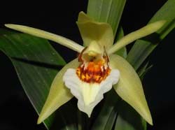 Coelogyne_eberhardtii_WS_cd