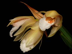 Coelogyne_merrillii_WS_cd